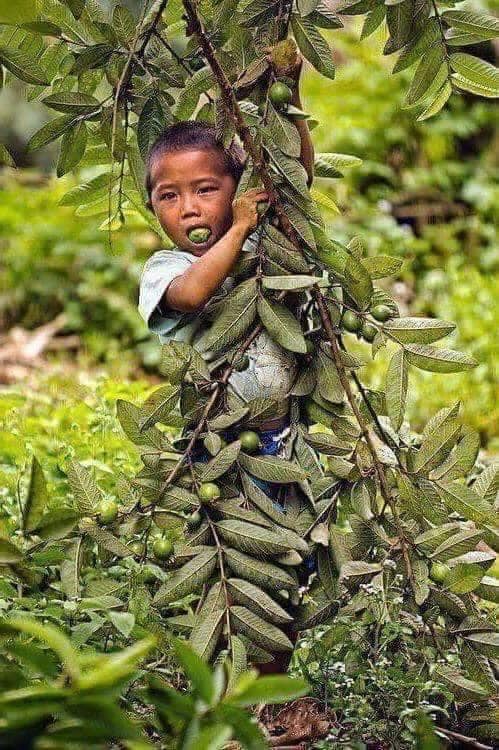 Tuổi thơ hái ổi thời